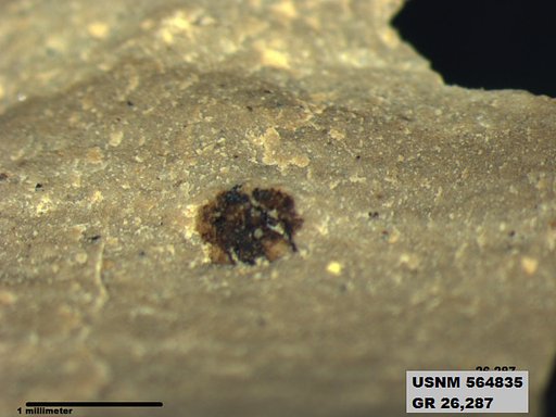 Insecta