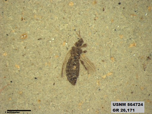 Insecta