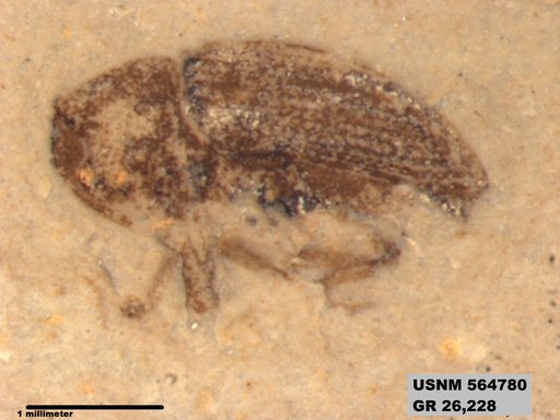 Insecta