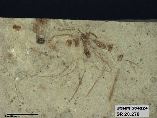 Genus sp