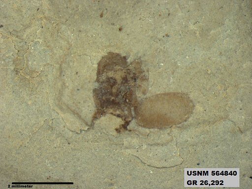 Insecta