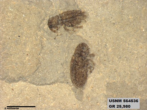 Insecta