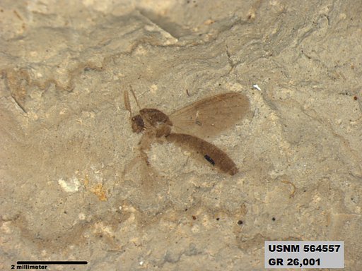 Genus sp