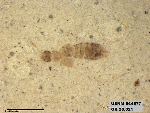 Genus sp