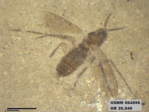 Genus sp