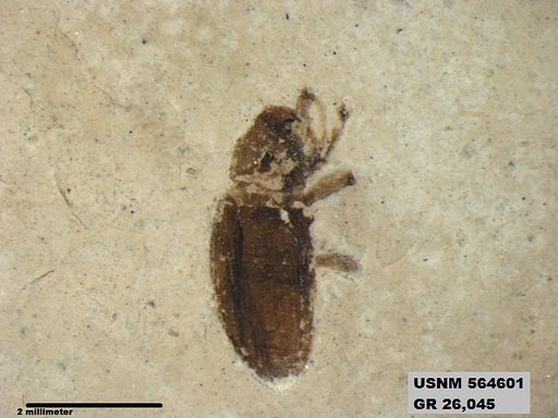 Insecta