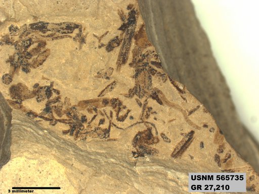 Genus sp
