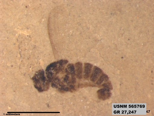 Insecta