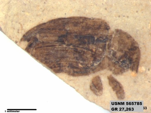 Insecta
