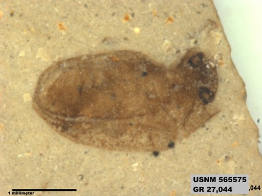 Insecta