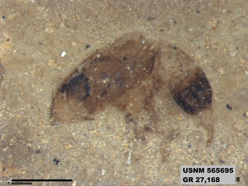 Genus sp