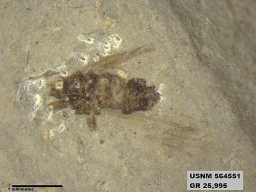 Genus sp