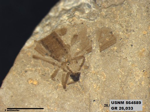 Insecta