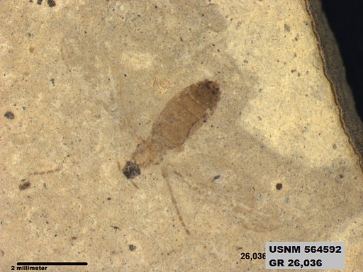 Genus sp