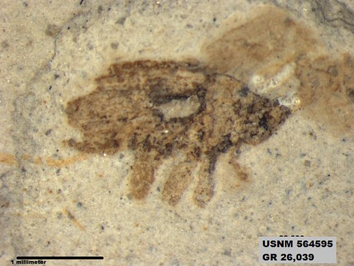 Insecta