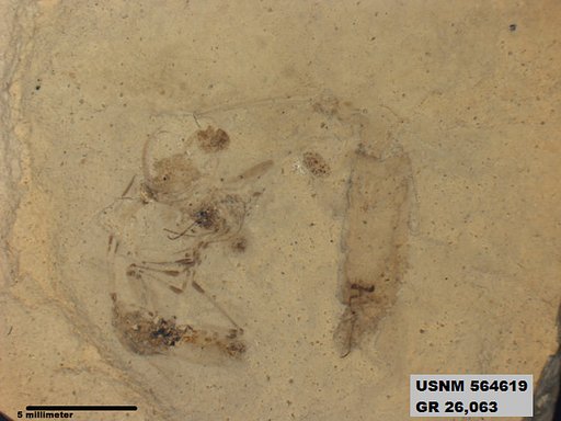 Genus sp