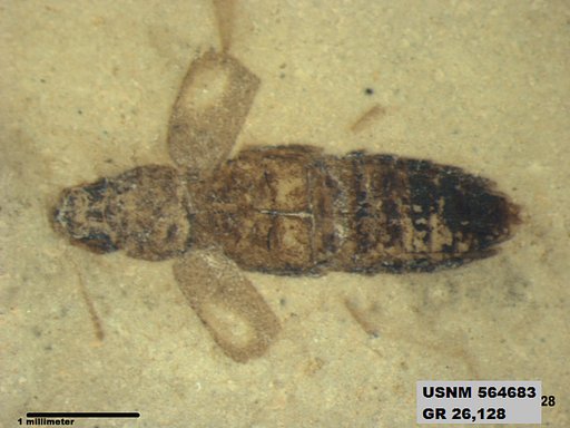 Genus sp