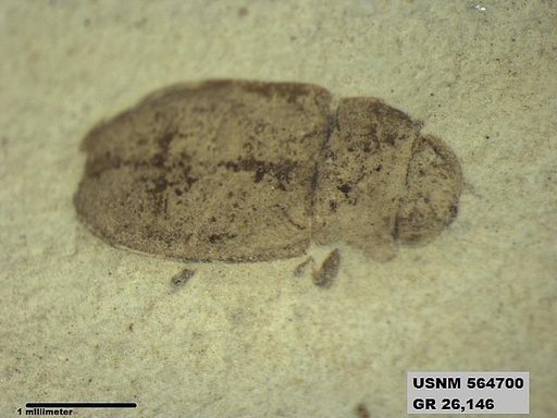 Insecta