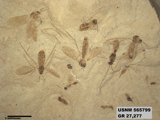 Insecta