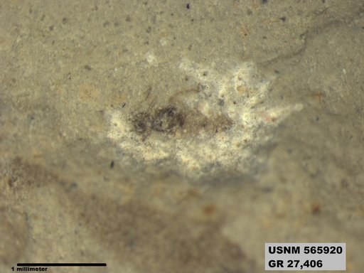Genus sp