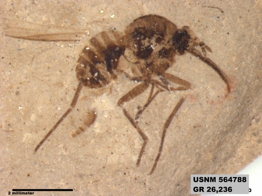 Insecta