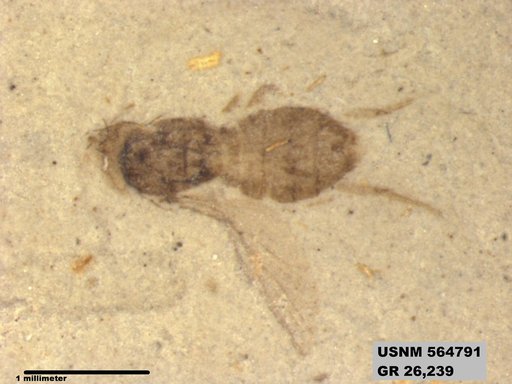 Insecta