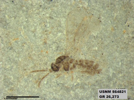 Insecta