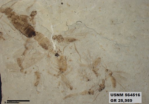 Insecta