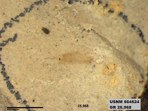 Genus sp