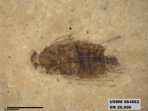 Genus sp