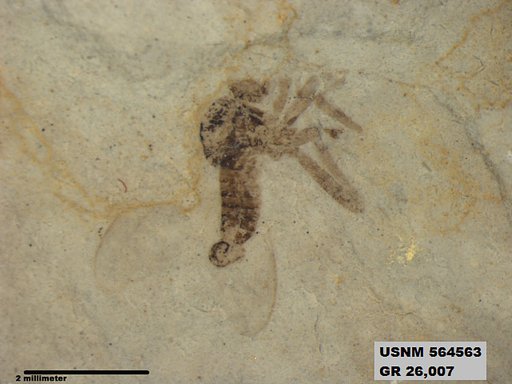 Genus sp