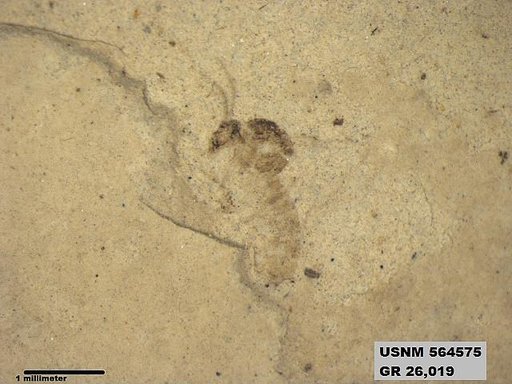 Genus sp