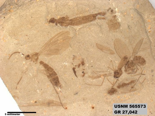 Genus sp