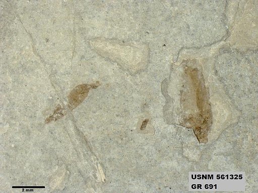 Insecta