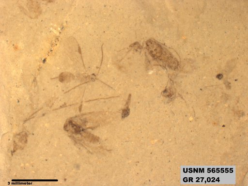Insecta