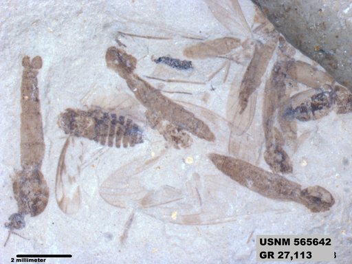 Genus sp