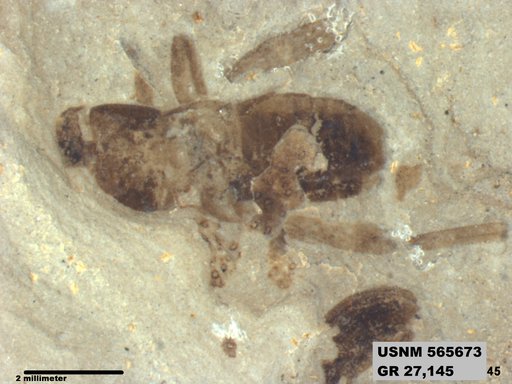 Pteromogoplistes smithii