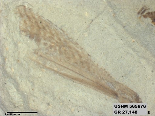 Genus sp