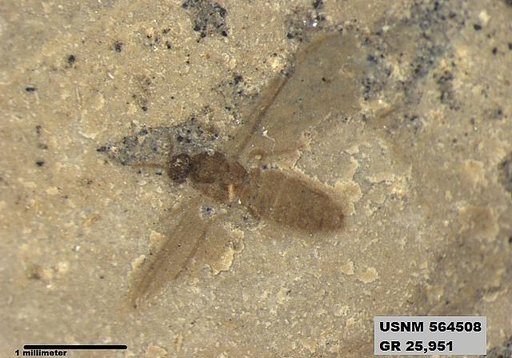 Genus sp