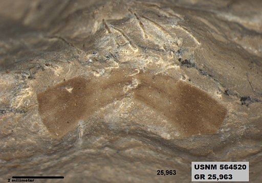 Genus sp