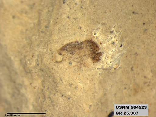 Insecta