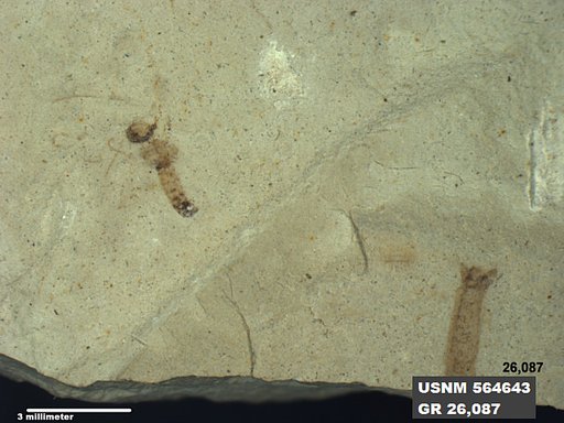 Genus sp