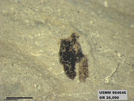 Insecta