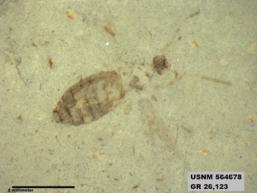 Genus sp
