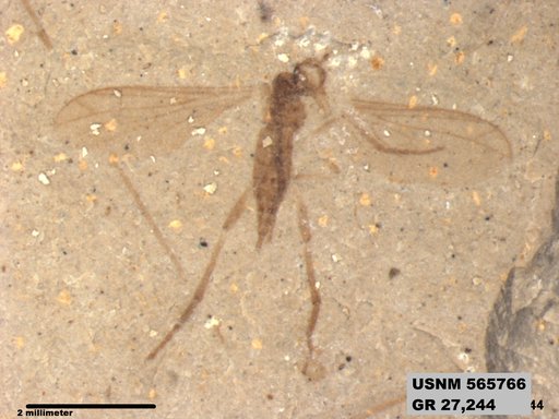 Genus sp
