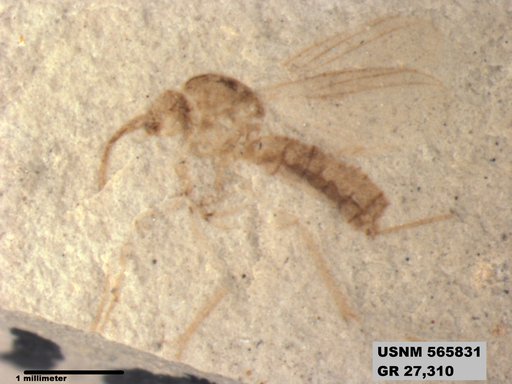 Genus sp