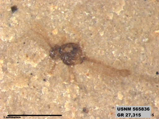 Genus sp
