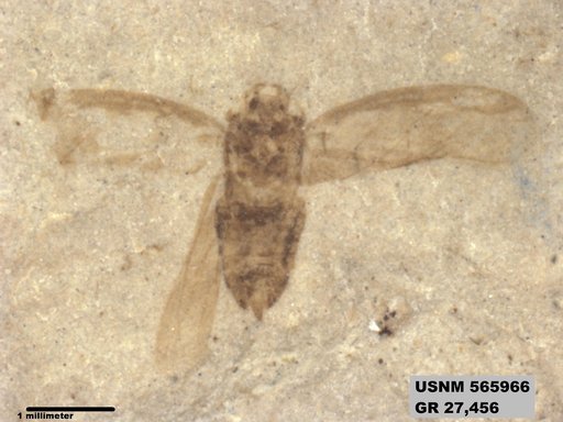 Genus sp