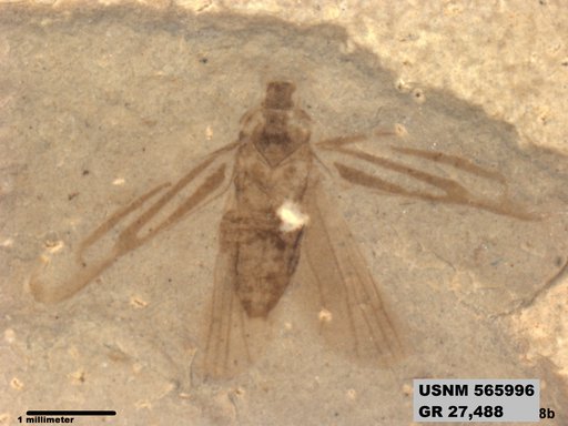 Genus sp