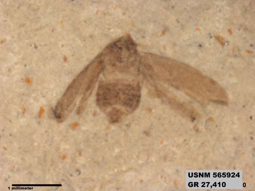 Genus sp